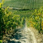 Nuestros viñedos