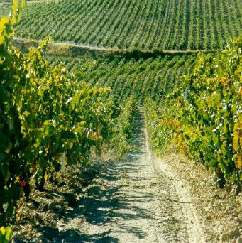 Nuestros viñedos