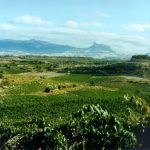 Nuestros viñedos